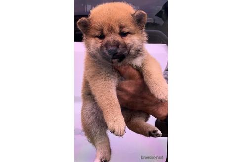 成約済の埼玉県の柴犬-164683の4枚目